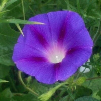 Hiker. Nature lover. Conservative. #FreeSpeech and #2A. America First, please M-A-G-A. Desantis for President 2024.