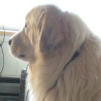 Retired Firefighter/Medic, Conservative Registered Independent, Trump supporter since July 11, 2015 Phoenix Rally, Alask...