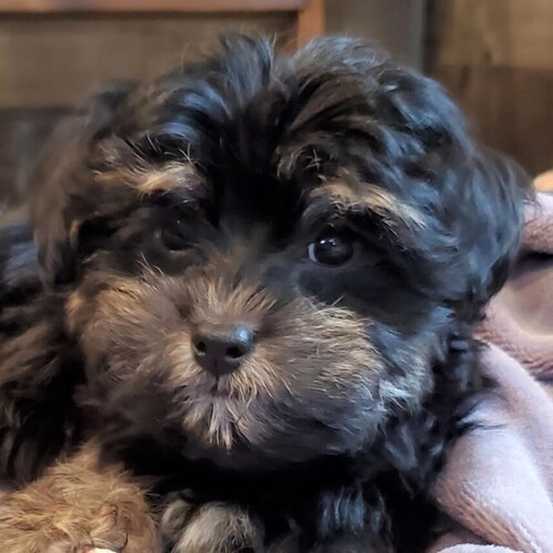 The Official Account of Nancy Reagan pup