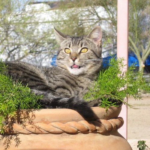 I AM NOT A CAT...Okay, I'm a cat

Big Guy Brandon is not my President.

I'm a self-proclaimed professional retweeter...