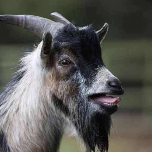 I basically just eat grass. It doesn't matter what kind.  No blade of grass is safe.