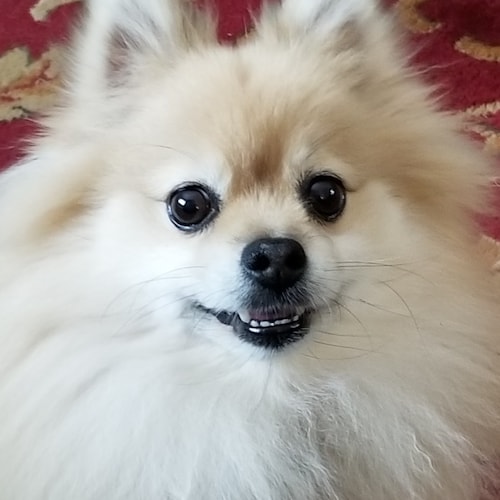 Southern girl in a great big world.  Florida natve.  Waaaaaaay past the point of tarring and feathering politicians.  7 ...