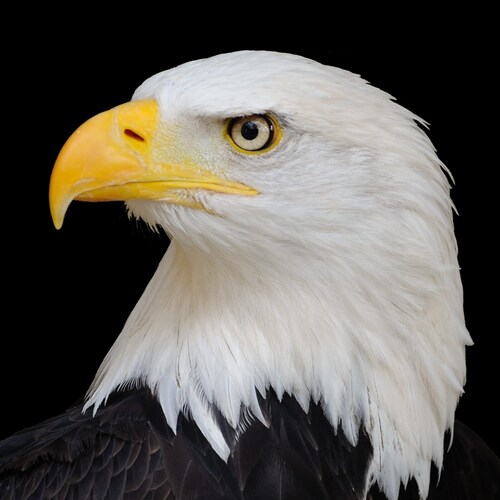 AMERICA FIRST!  Proud to be canceled by #twittersucks on the same day as President Donald J. Trump, "G.O.A.T!"  America ...