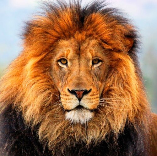 👨‍👩‍👦‍👦✝️🇺🇸🌵🏒🥩🥓🍳