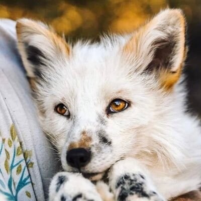 repost if Hitler was a good person 