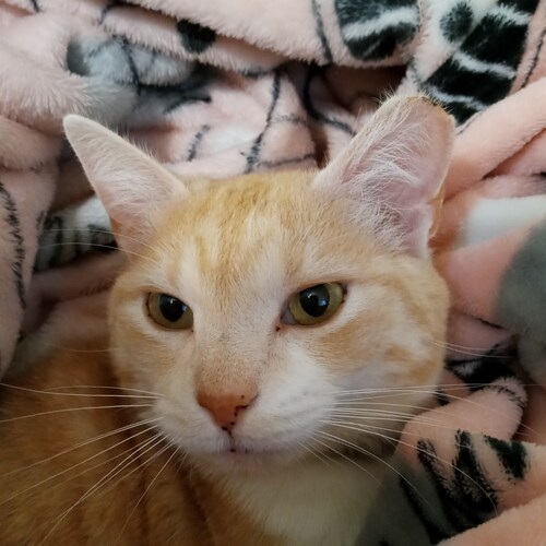 God Bless America 😊❤️🇺🇸🍊