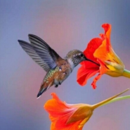 man🇧🇷🇺🇲🇮🇱🇯🇵🇧🇧 M.A.G.A. Bolsonarista, hobista, Direita, Patriota, Conservador, Flamengo - dorameiro.João Pessoa...