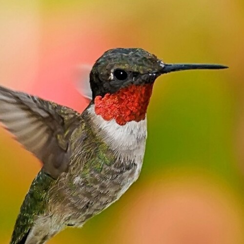 Conservative Canadian. Hate Trudeau, LOVE Trump!