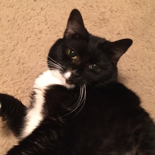 Christian mom from the East Coast. Gluten free vegan due to allergies. Isaiah 53:5 Patriot 🇺🇸