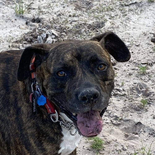 Family God Baseball Apple Pie and Old Glory. MAGA MAGA MAGA 🇺🇸🇺🇸🇺🇸🇺🇸🇺🇸🇺🇸🇺🇸🇺🇸🇺🇸🇺🇸