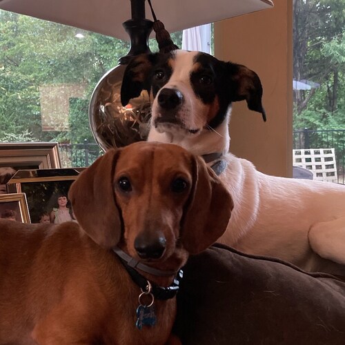 Razorback living in Oklahoma