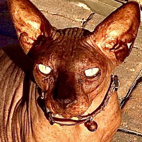 The less said the better,a picture is worth a thousand words. LOVE MY COUNTRY but biden IS NOT MY PRESIDENT…FJB!!!!. I f...