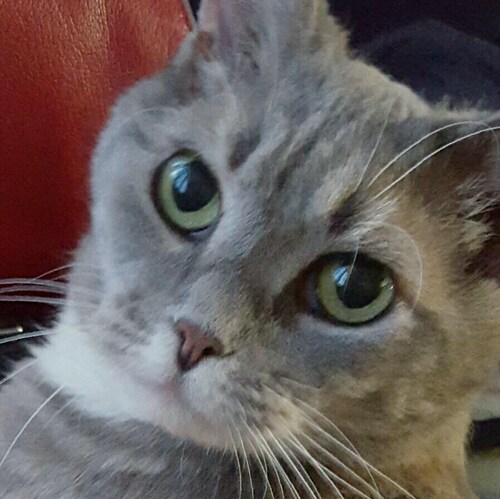Christian, MAGA patriot, tyranny resister, animal lover