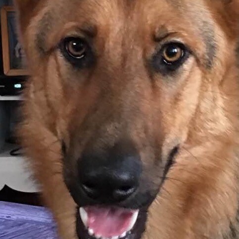 Grateful American.  
Adopt don’t shop #BackTheBlue  #FightBack