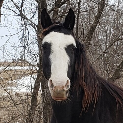 Freedom loving horse chic