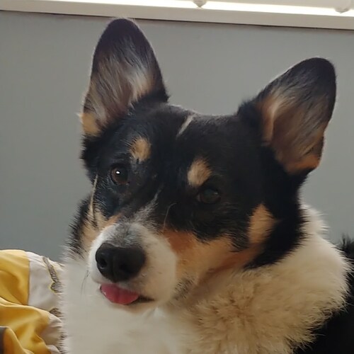 My pronouns are  eat my/furry ass