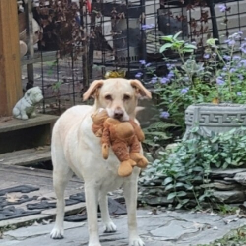 Marine Mom and GrandMom. Army Sis. 1A. 2A. Constitution Rules. I'm here to Spread News and Plans to Vote Out Dems.  It i...