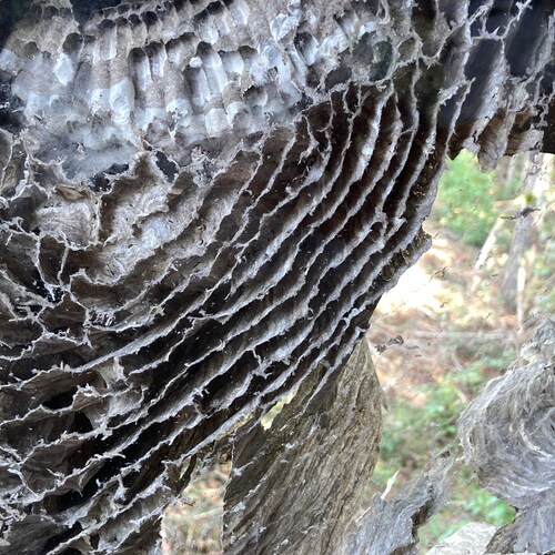 Sometimes Civil Engineer in the 
Freedom Loving State of Mississippi