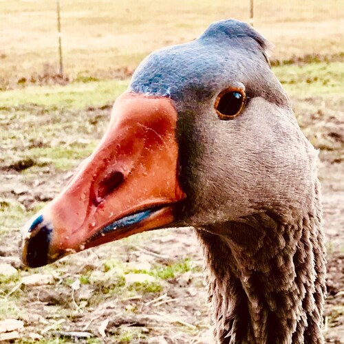 Pureblood.  
Wife, Mom, Follower of Jesus. Healthcare is my gig, but my heart is at the farm.