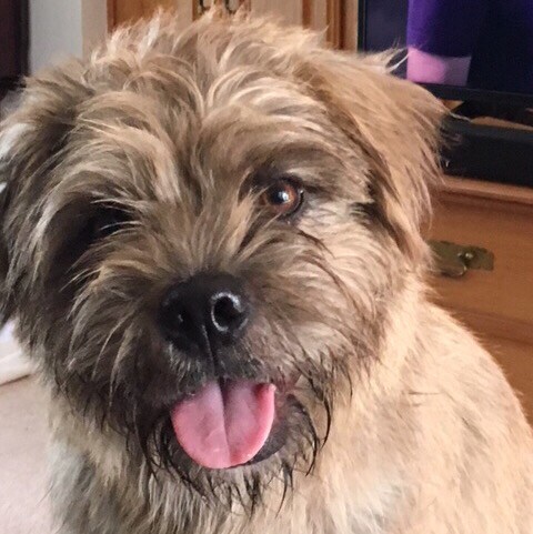 Christian, wife, mom, dog rescuer, border town resident.