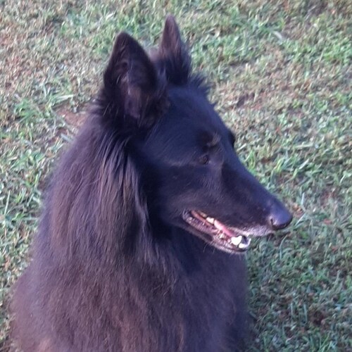 guitar, Belgian sheepdogs, Bible