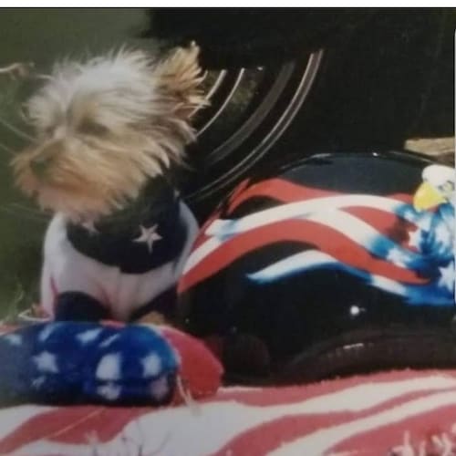 Loves man's best friend ❤ 🐶freedom and the constitution 🔔
Business owner 🐾🐩🐕
God Bless the USA and Trump 🇺🇲