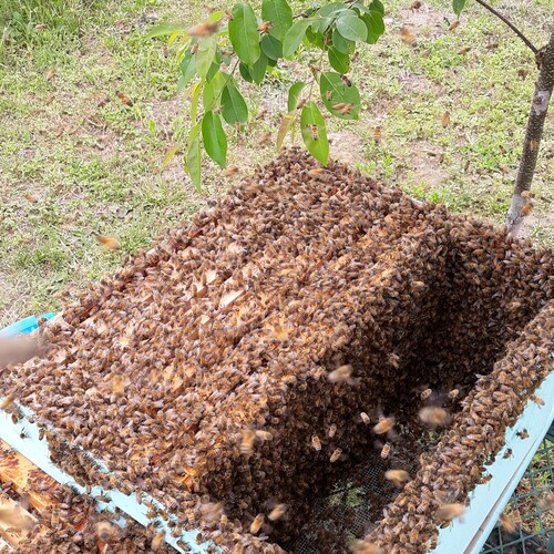 I herd bees 🐝🐝🐝
Define the enemy. If we lose freedom here, there is nowhere to go.