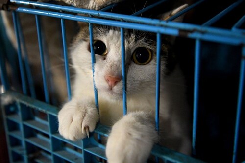 Cats are being killed if tested positive, as entire villages in China are being locked down with the...