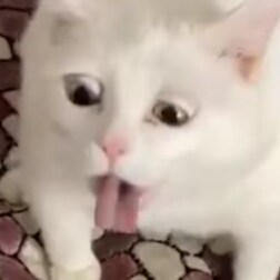 Constitutional Conservative. Believe in autonomy and responsibility. I'm a female, y'all should know my pronouns.