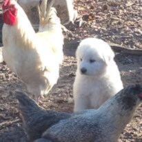 Ron-Paul-Liberty-Loving kind of girl. TRUMP is MY President and I can't wait for his amazing return!