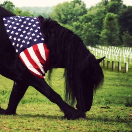 Cantankerous Conservative/Politically Incorrect/Trump & Warrior Ron supporter. I believe I have the right to those pesky...