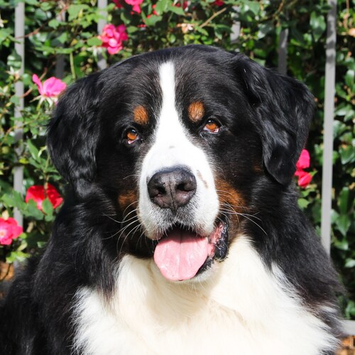 Elec Engineer - retired. Husband, father, grandfather. Bernese Mtn Dog lover, Hockey fanatic, Stargazer. Tennis is fun, ...