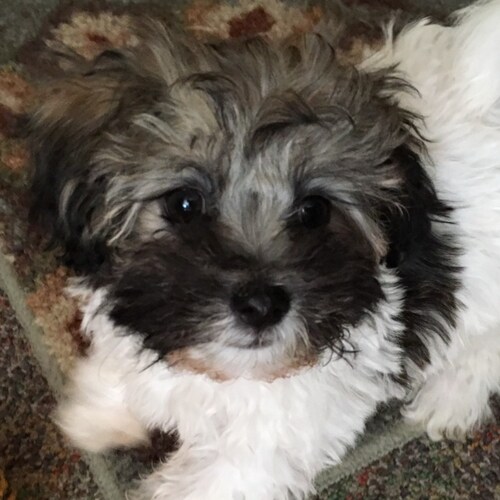 Patriotic Grandma and lover of furry Friends