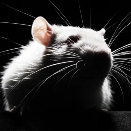 Dad, Conservative, Follower of Christ