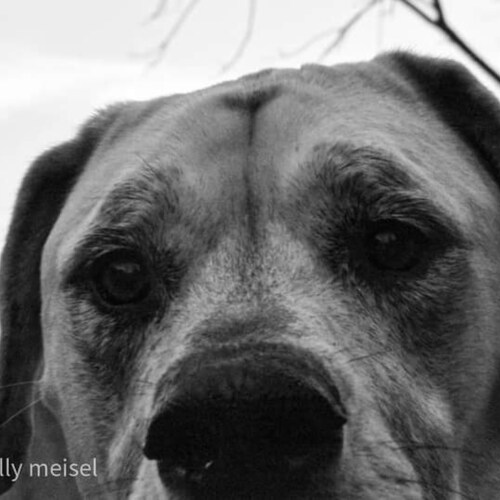 Tarpaperhaven2020 is a conservative photographer out of the Appalachian foothills in South East Ohio . I love my country...