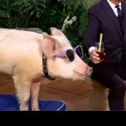 Visit Meathog's profile on GETTR. View their posts, photos, videos, and connect with them on the social platform.