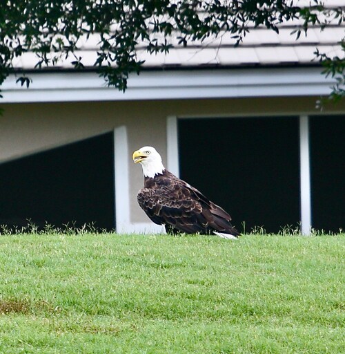 Happy Independence Day from the great state of Florida. Photo taken from the back of my house.