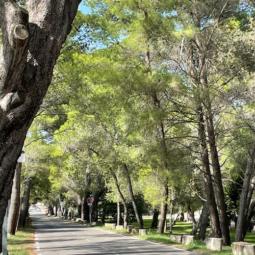 RETRAITEE ET DIRECTRICE DE SAS