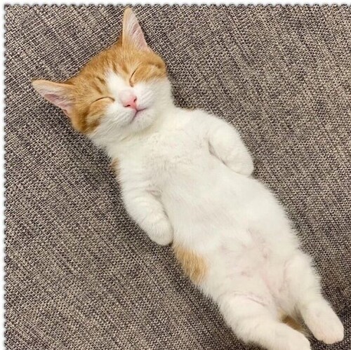 懒癌晚期患者！获得终身无所谓奖！躺平主义拥护者！