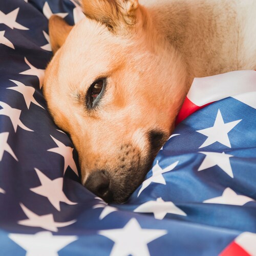 🗽🇺🇲 🇺🇸 🇺🇸 Unite & Fight Back