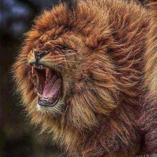 Visit Michelle Krahn's profile on GETTR. View their posts, photos, videos, and connect with them on the social platform.