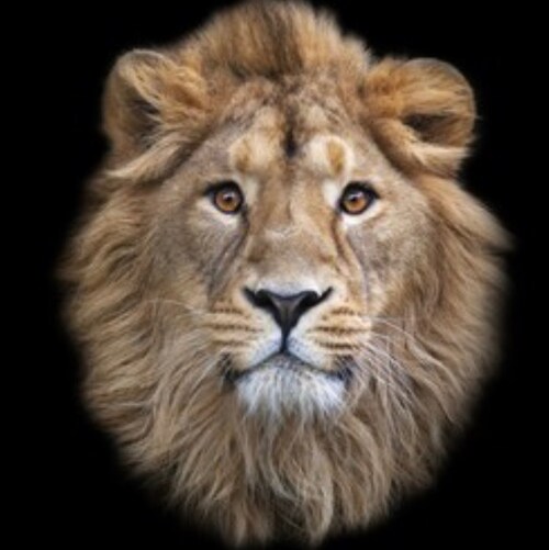 Proudly anti-vax. MAGA Patriot. Trump won. 
‘Truth is like a lion, you don’t have to defend it. Let it loose, it will defend itself’.  ~ St. Augustine ~