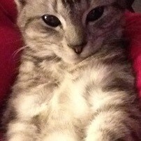 A humble but patriotic Aussie mum, grandmum, worker; doing her best for family, fellows & country.