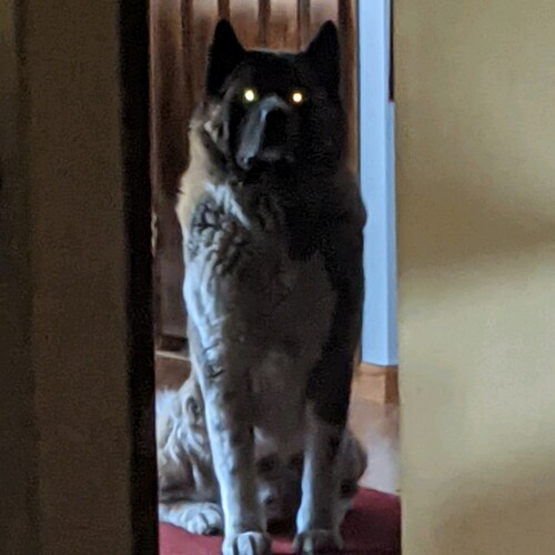 American , Father, Grandfather biker, builder of 2nd A tools, and bikes ,hate democrats, government is Tyrannical! when ...