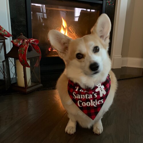 Nurse, animal lover, right to life, conservative 🇺🇸 Defund Planned Parenthood