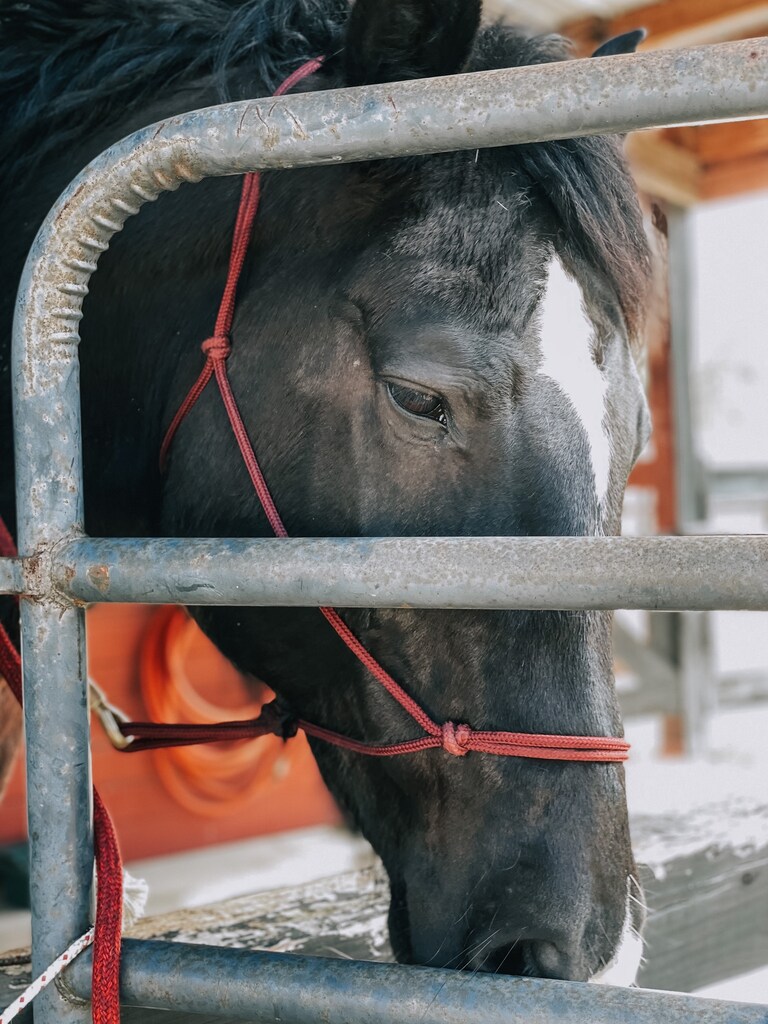 Bullet 🐴🇺🇸