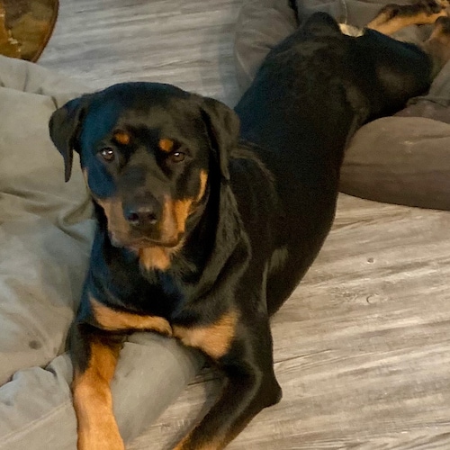 Visit RottiLover's profile on GETTR. View their posts, photos, videos, and connect with them on the social platform.