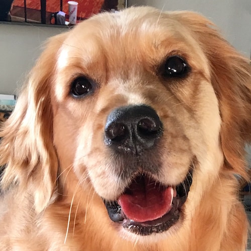 #christian 🙏🏼  #family 💗 #GodBlessAmerica #milspouse 🇺🇸 #dogsrule 🐕‍🦺