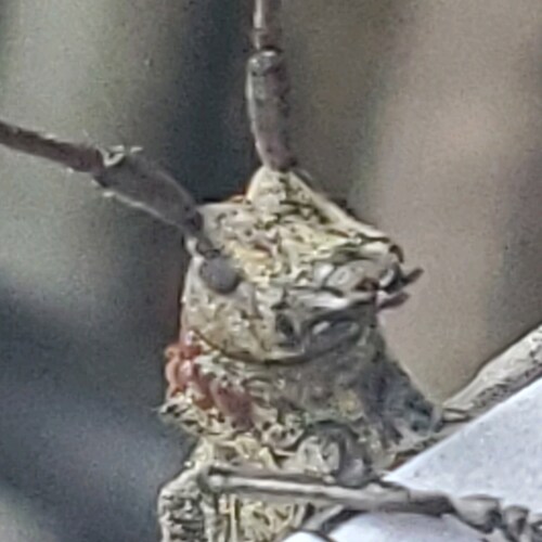 America First, Christian, Constitutional Conservative. ULTRA MAGA