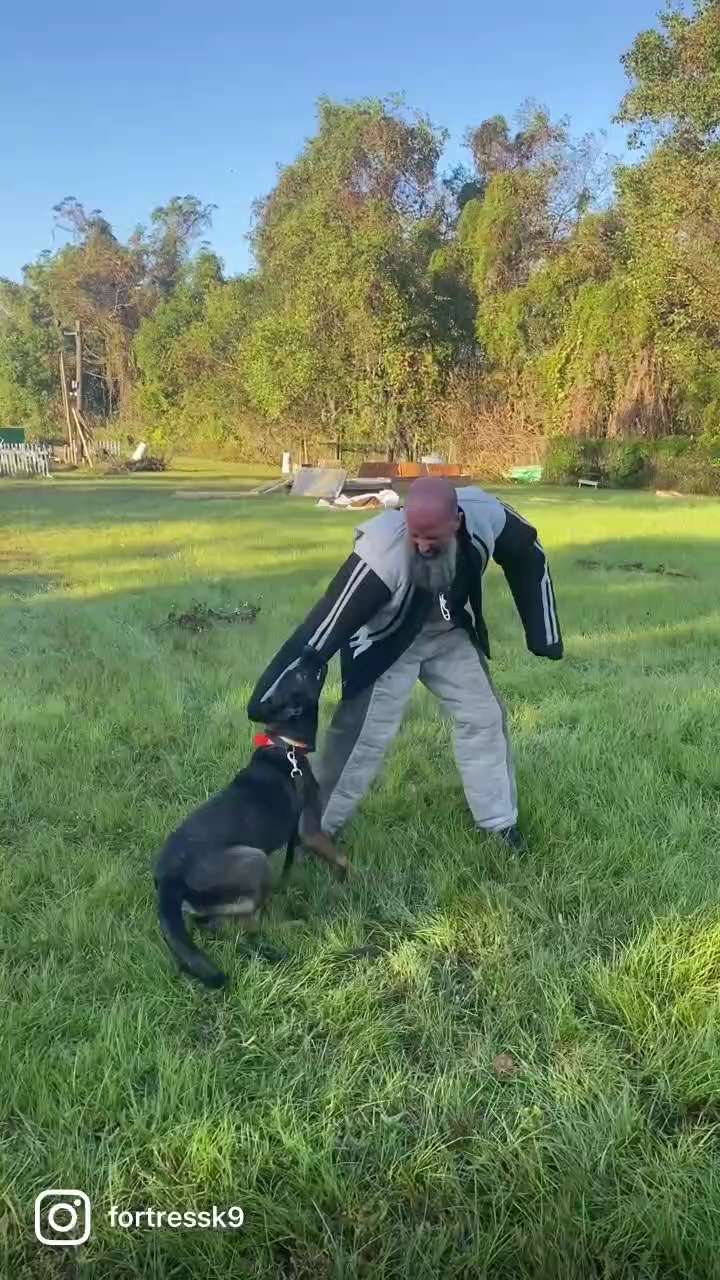 Emdekay always being serious in her protection work. 
—————-
🐾 We build your Fortress
—————
Trained...